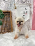삼콩댕댕이발소