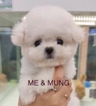 미앤멍 강아지분양 제주본점