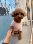 마이독그루밍