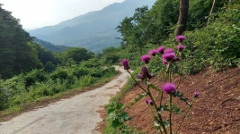 사니조아 민박 펜션