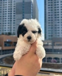 시원애견 부산명지점