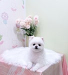 뷰티펫하우스