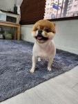 뉴독