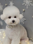애견미용 Salon 티엔독