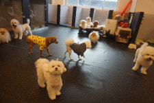 반려식탁 강아지유치원&강아지호텔