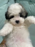 청주 강아지 분양 리몽드 퍼피 켄넬