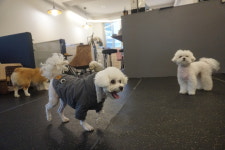 반려식탁 강아지유치원&강아지호텔