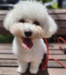 우다다댕산 애견호텔