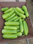 하영아시아마트