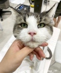 캣블레스유
