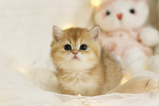 수원고양이분양 나비캣