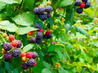 지리산농협 하나로마트