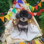 그루밍051 애견미용