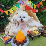 그루밍051 애견미용