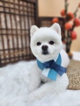 나나펫