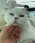 캣블레스유