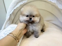부산강아지분양 퍼피몰리