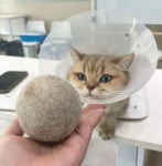 캣블레스유