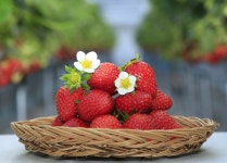 수향딸기체험농원