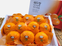 제주인