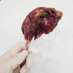 코르륵 반려동물 수제간식&케이크