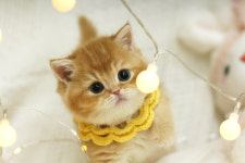 수원고양이분양 나비캣