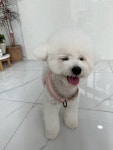 댕스얼랏