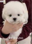 미앤멍 강아지분양 제주점