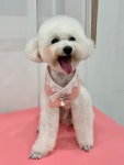 댕스얼랏