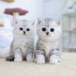 수원고양이분양 고사남 본점