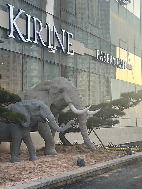 키린느 사진
