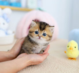 수원고양이분양 고사남 본점