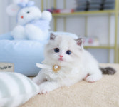 수원고양이분양 고사남 본점