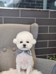 애견미용 Salon 티엔독
