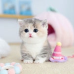 수원고양이분양 고사남 본점