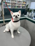 댕그루밍