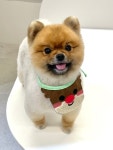 그루밍무무