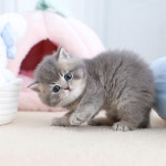 수원고양이분양 고사남 본점