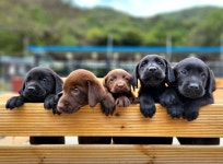 대형견프리미엄아울렛