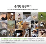 대형견프리미엄아울렛