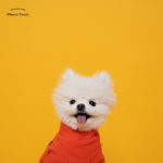 망고탱고스튜디오