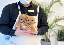 강아지분양 애견입양 아이러브독 대구점