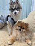 애견호텔고봉이네놀이방