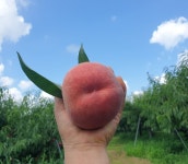 은희복숭아농장