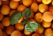 은희복숭아농장