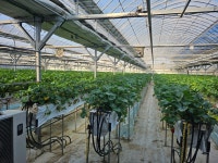 늘푸른딸기체험농장