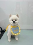 안앤정 애견미용