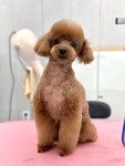 그루밍샵제제