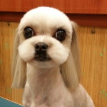 복터진강아지