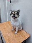 복터진강아지
